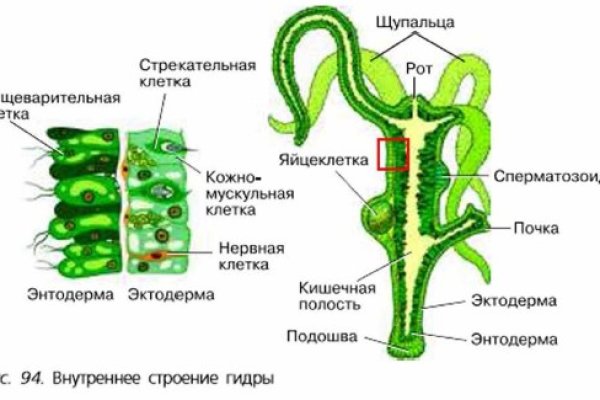 Что продают на кракене