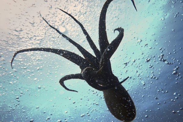 Kraken 14at